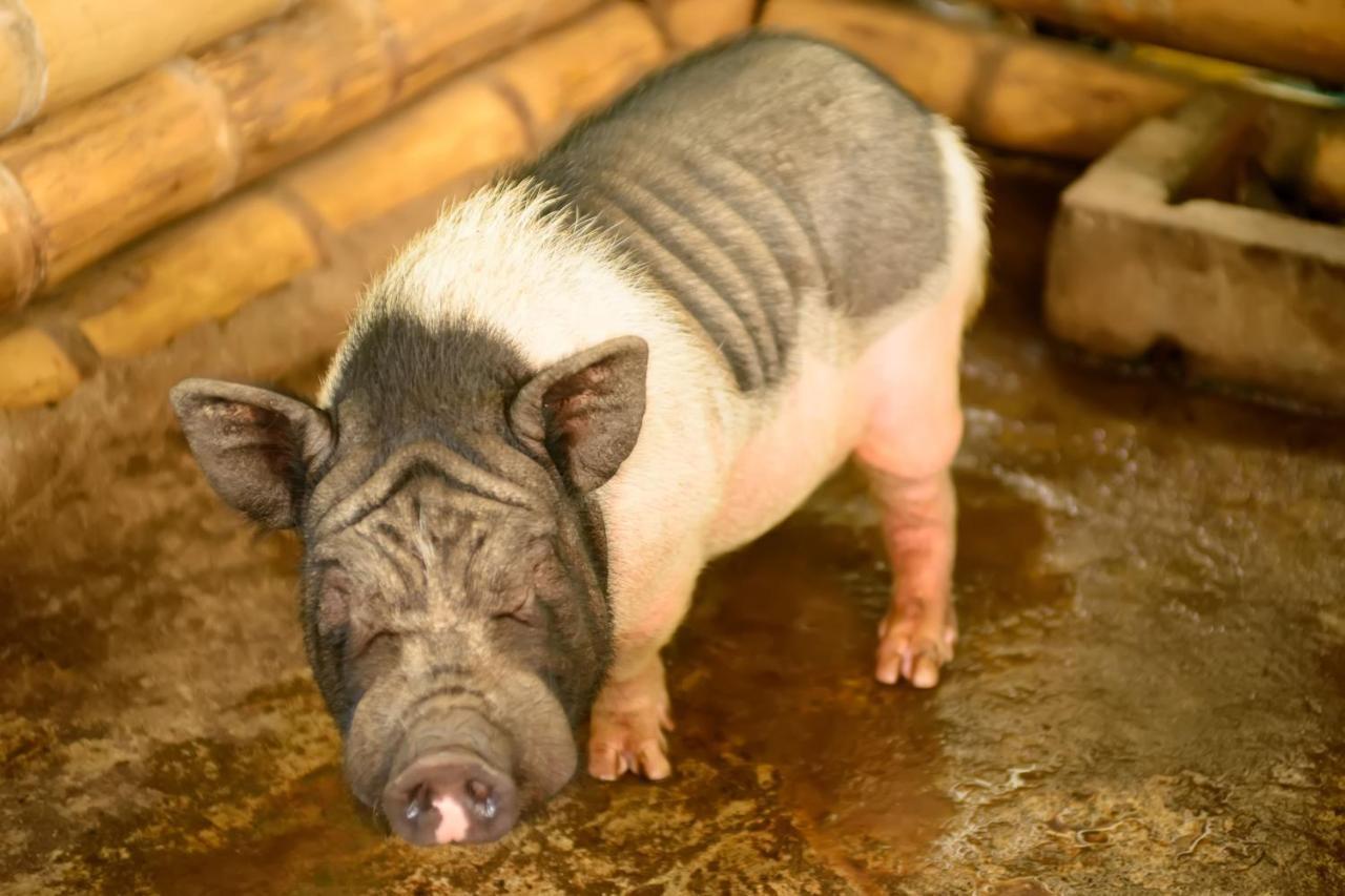 Finca Hotel Loma Verde キンバヤ エクステリア 写真